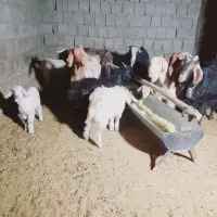 بز وکهره|حیوانات مزرعه|یاسوج, |دیوار