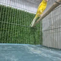 قناری نر بسیار زیبا|پرنده|اندیشه, اندیشه فاز ۱|دیوار