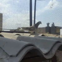 سرور هفت رنگ پرشی