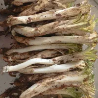 شاه کنگر
