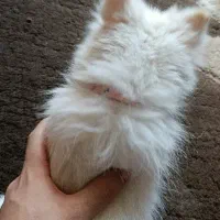 سگ پامرین سایر ریز|سگ|آزادشهر, |دیوار