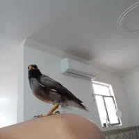 مرغ مینا|پرنده|بم, |دیوار