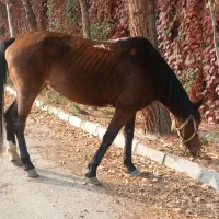 مادیان قدم آرام