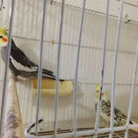 یک جفت عروس هلندی