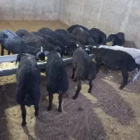 گوسفندزنده