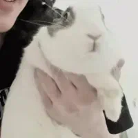 خرگوش|موش و خرگوش|تهران, پرستار|دیوار