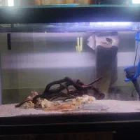 اکواریوم با ماهی|ماهی|شیراز, شاپورجان|دیوار