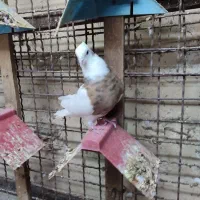 طوق زرد خال سیاه