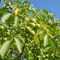 فروش نهال گردو تخم مرغی با تضمین رشد