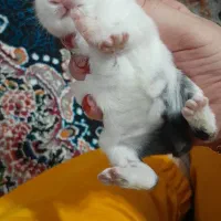 خرگوش نژاد دار نژاد پشمالو لوپ