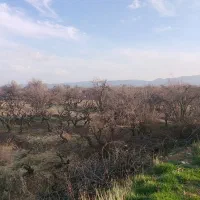 فروش-باغ-در-بیضا