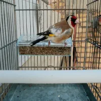 سیره سرخ امسال پس سر سفید رام درشت