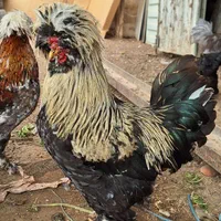 فروش مرغ و خروس سلطان تخم نطفه دار|حیوانات مزرعه|پاکدشت, حصار امیر|دیوار