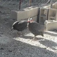 پرنده شاخدار|حیوانات مزرعه|پلدختر, |دیوار