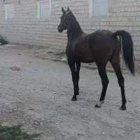 کره مادیان|اسب و تجهیزات اسب‌سواری|نقده, |دیوار