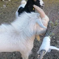 فروش بره وچپش سانن طزرجان|حیوانات مزرعه|تفت, |دیوار