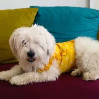 واگذاری پت خونگی|سگ|شاهرود, |دیوار