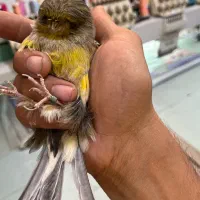 قناری کرست رسمی بلند|پرنده|تهران, خاوران|دیوار