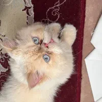 واگزاری رایگان دو گربه نژاد دار