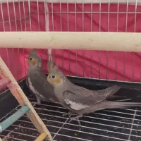 جوجه عروس هلندی