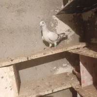 شامی نر هفرنگ خط ی|پرنده|الوند, |دیوار