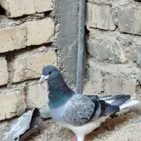 بدرنگ سبز کفتر|پرنده|شیراز, کرونی(خاتونک)|دیوار
