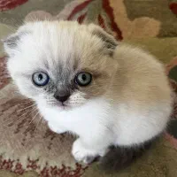 اسکاتیش بلوپوینت