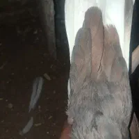 سرخ دم سفید