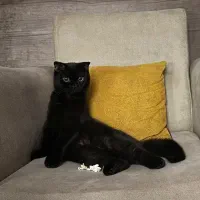 جفت گیری با ماده اسکاتیش یا بریتیش بندرعباس میناب