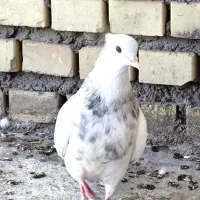 پرنده|پرنده|گتوند, |دیوار