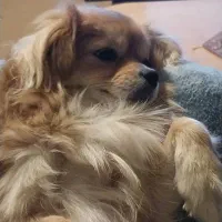 پامر پرتقالی