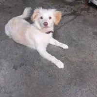 سگ پامر اشپیتز