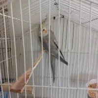 عروس هلندی نرابلق سالم دستی|پرنده|الوند, |دیوار