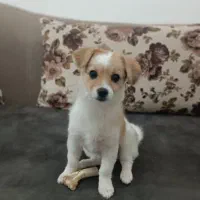 سگ پامر|سگ|سهند, |دیوار