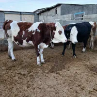 فروش ماده گاوابستن نژادخوب