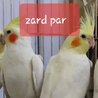 عروس هلندی لوتینوزعفرانی نژاددار،جفتی،پای هم،تعداد|پرنده|بجنورد, |دیوار