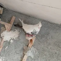 دمبی ماده|پرنده|مرودشت, استادیوم‎|دیوار