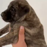 توله سرابی|سگ|یزد, |دیوار