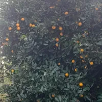 پرتقال محلی