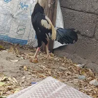 خروس|حیوانات مزرعه|بندرعباس, |دیوار