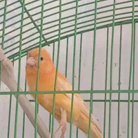 قناری نر رد فاکتور|پرنده|تربت‌حیدریه, آسایش|دیوار