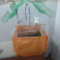 عروس هلندی|پرنده|قم, شهرک فاطمیه|دیوار