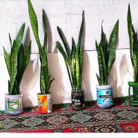 گل سانسور یا خانگی اپارتمانی|گل و گیاه طبیعی|زهک, |دیوار