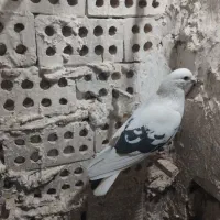 کبوتر|پرنده|مشهد, سمزقند|دیوار