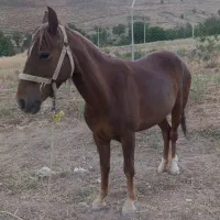 فروش اسب مادیان و یک عدد خر نر