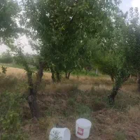 باغ میوه فروش فوری یا معاوضه با خودرو