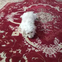 سگ تربیت شده