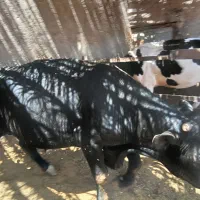 گوساله نربرای قربان