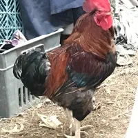 خروس و مرغ محلی / رسمی و اردک باغستان شهریار