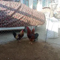 جوان برای جشن